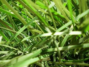 um�l� v�no�n� strome�ek na v�noce